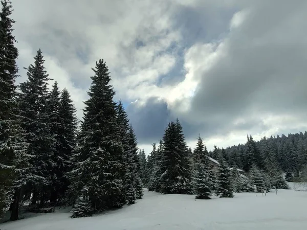 Bellissimo Paesaggio Montano Con Foresta Nella Stagione Invernale — Foto Stock