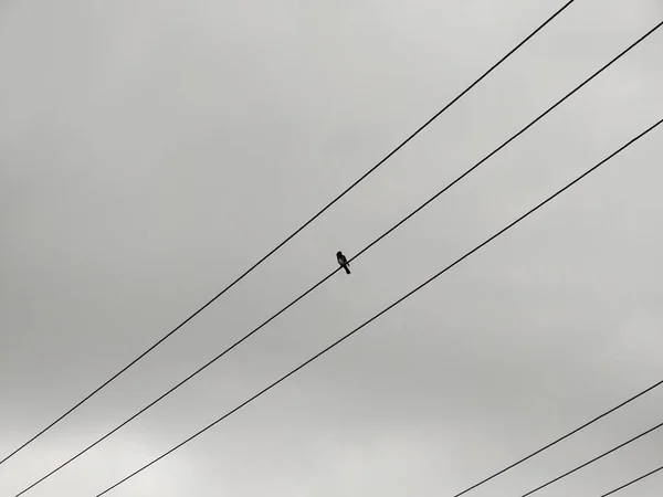Pájaro Sentado Líneas Eléctricas Sobre Fondo Gris Del Cielo —  Fotos de Stock