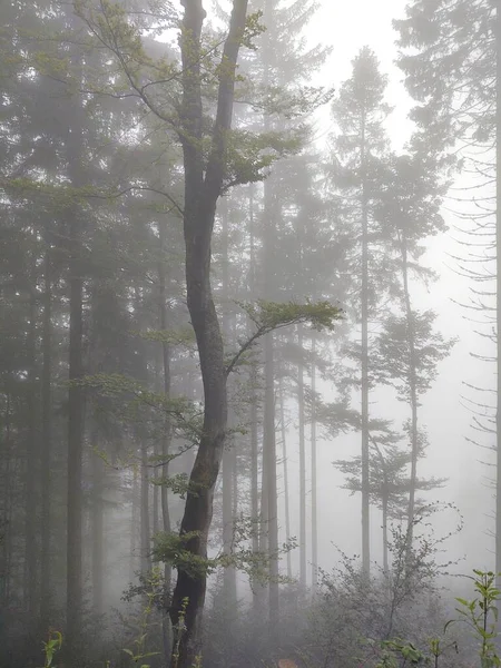 自然を背景にした朝の霧の中の美しい森 — ストック写真