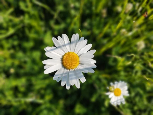 Daisy Flowers Green Field — Stock Photo, Image