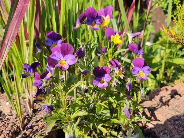 Belas Flores Jardim Fundo Natureza — Fotografia de Stock