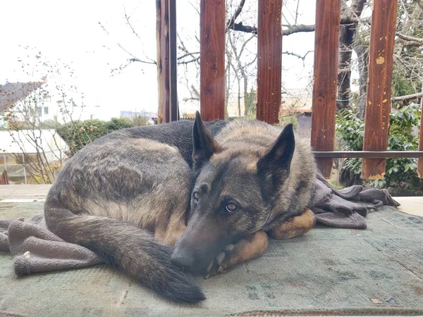 Cão Bonito Deitado Varanda — Fotografia de Stock