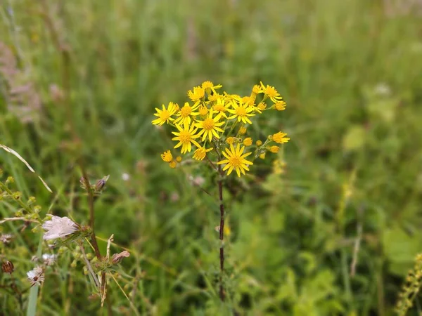 Beautiful Yellow Flowers Green Field — Stock Photo, Image