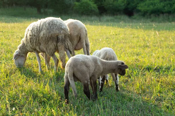 Fårbesättning Som Betar Fjälläng — Stockfoto