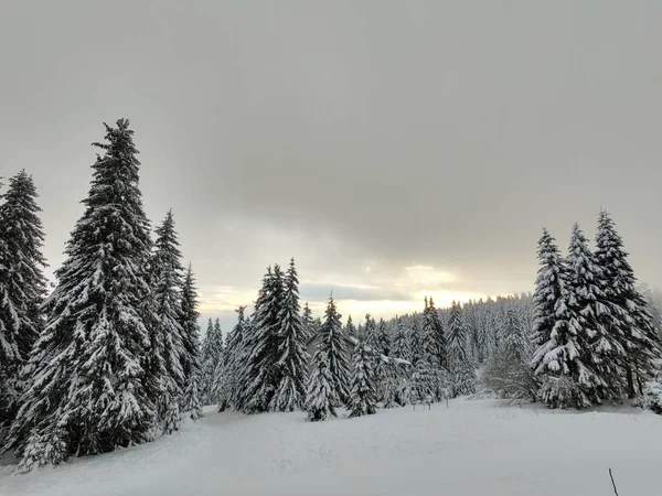Όμορφο Χειμερινό Τοπίο Χιονισμένα Δέντρα Στο Δάσος — Φωτογραφία Αρχείου