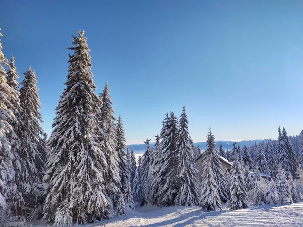 Hermoso Paisaje Invierno Con Árboles Cubiertos Nieve — Foto de Stock