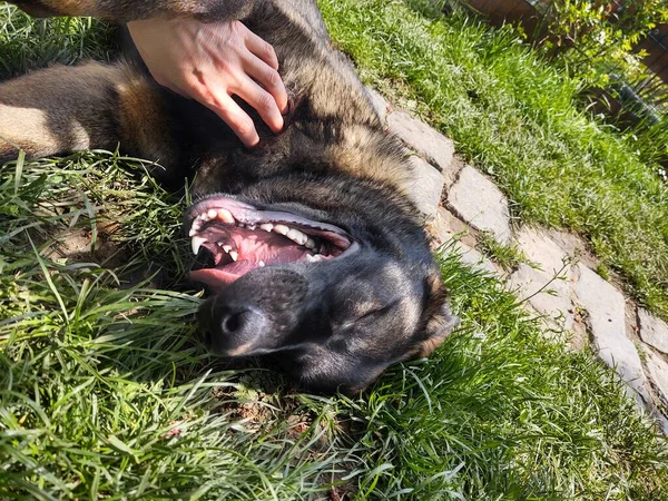 Pessoa Acariciar Cão Grama — Fotografia de Stock