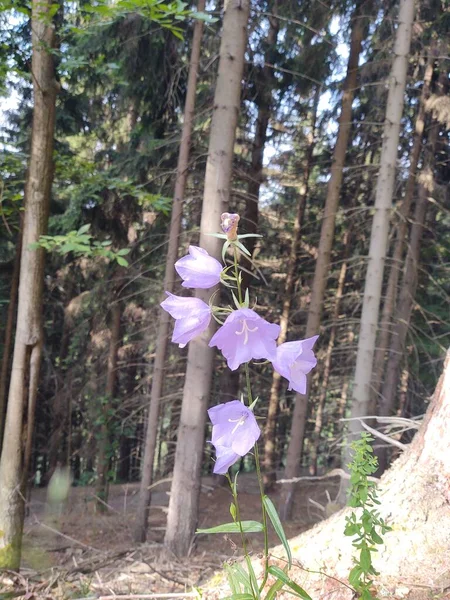 花で撮影された美しい植物 自然壁紙 — ストック写真