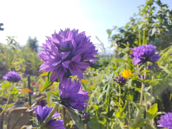 Vackra Blommor Trädgården Naturen Bakgrund — Stockfoto