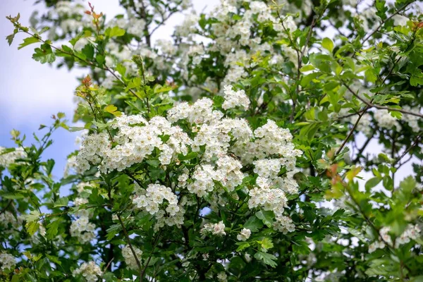 Schöne Weiße Blumen Blühen Zur Frühlingszeit Auf Ästen — Stockfoto