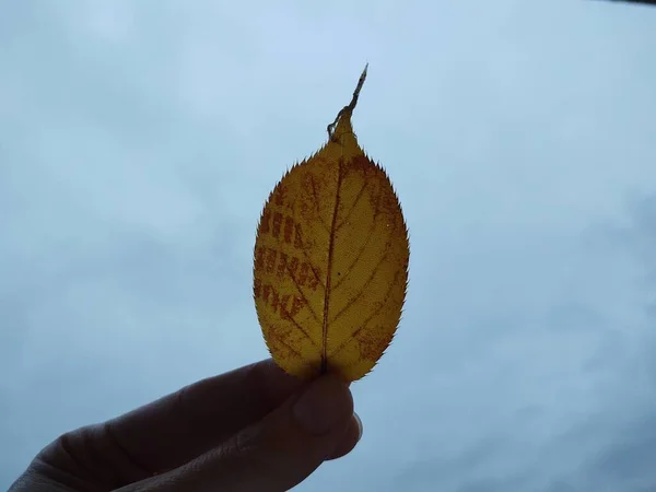 Main Tenant Feuille Jaune Sur Fond Bleu Ciel — Photo