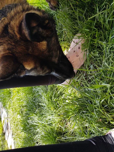 Hundbitande Ben Okänd Person — Stockfoto