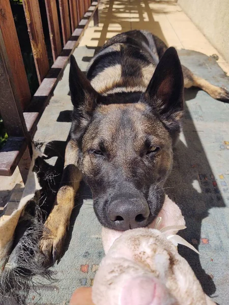 Tysk Herde Hund Med Leksak Munnen Nära Huset — Stockfoto