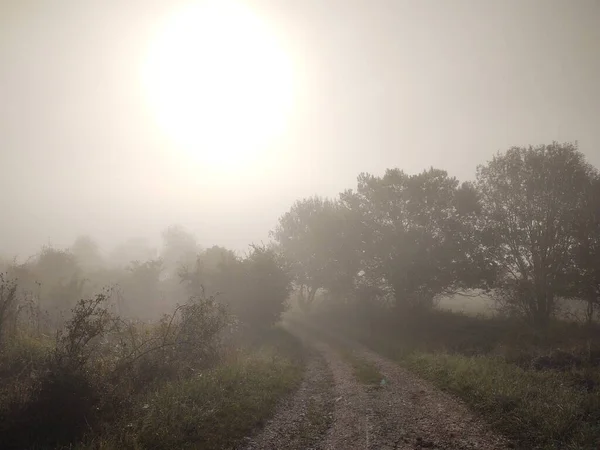 Ködös Reggel Erdőben Ösvényen — Stock Fotó