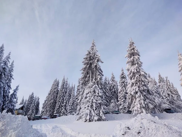 Beau Paysage Hivernal Avec Forêt — Photo