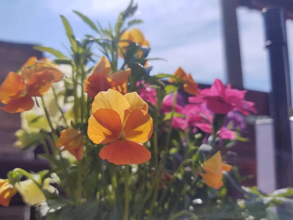 Hermosas Flores Colores Jardín Soleado — Foto de Stock