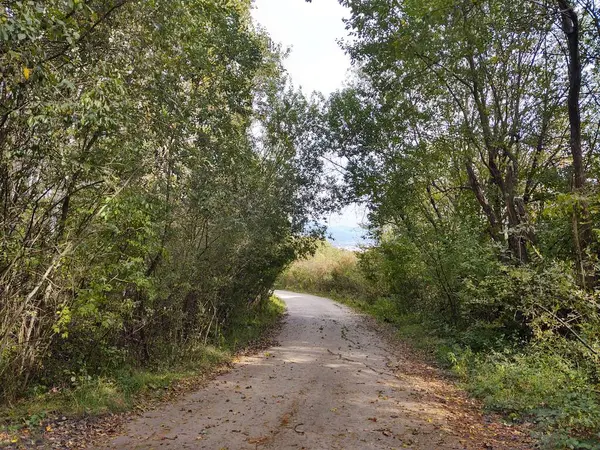 Strada Asfaltata Nella Foresta Verde — Foto Stock