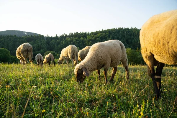 초원에서 양치기들 — 스톡 사진