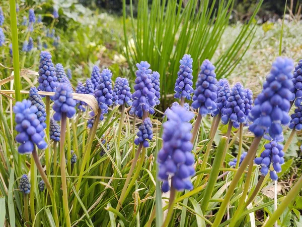 Hermosas Flores Azules Jardín Verde —  Fotos de Stock