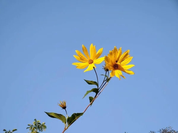 Жовті Квіти Фоні Блакитного Неба — стокове фото