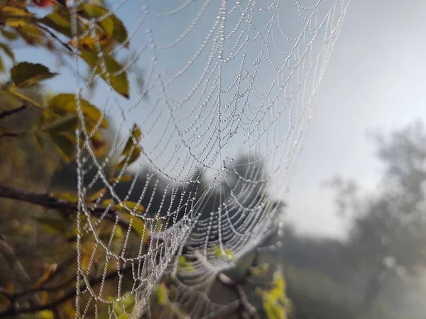 Nahaufnahme Von Spinnennetzen Der Natur — Stockfoto