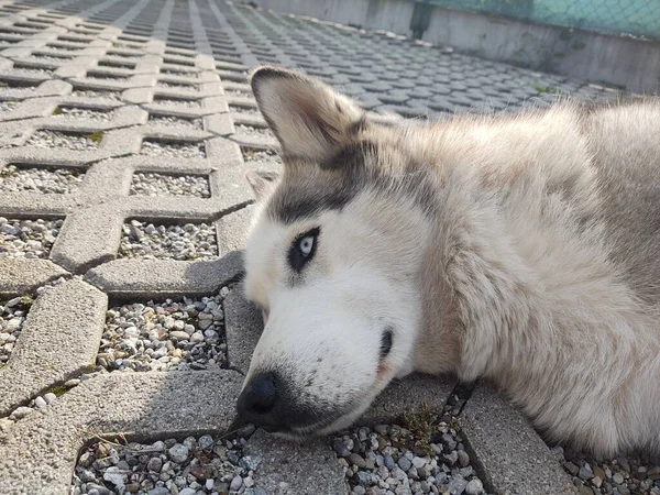 阳光明媚的日子 狗躺在人行道上 — 图库照片