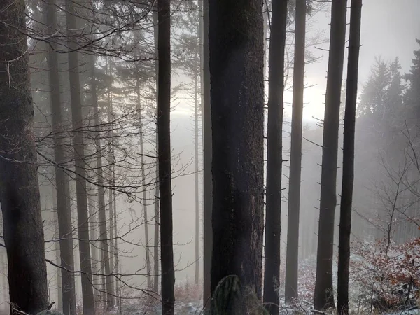 Bela Floresta Inverno Com Árvores Nevoeiro — Fotografia de Stock