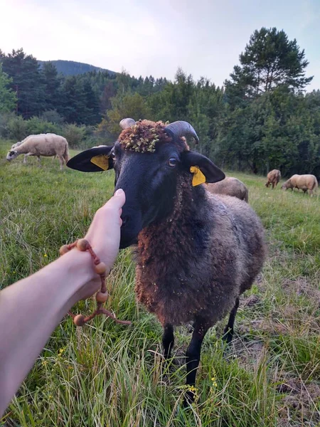 Koyun Yeşil Bir Çayırda Otluyor — Stok fotoğraf