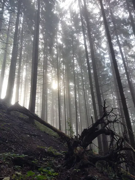 Schöner Blick Auf Den Wald Vor Naturkulisse — Stockfoto