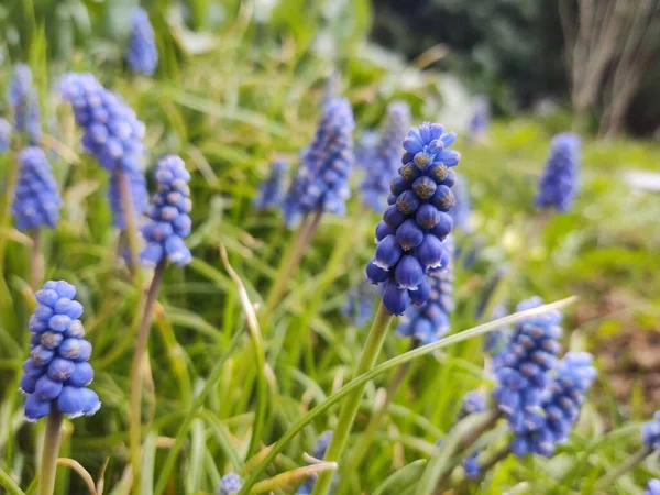 Hermosas Flores Azules Jardín Verde —  Fotos de Stock