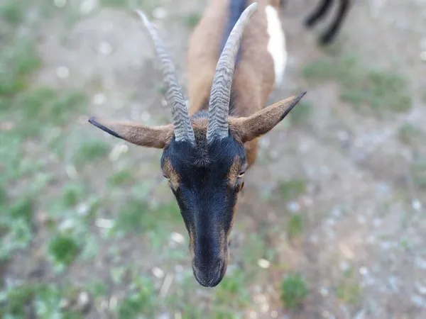 Goat Grazing Mountains Sunny Day — Stock Photo, Image