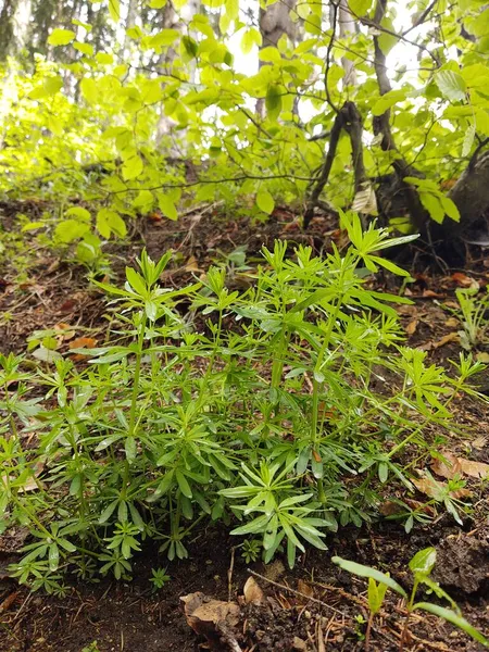 Belle Forêt Verte Jour — Φωτογραφία Αρχείου