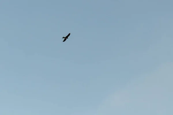 Vogel Fliegt Blauem Himmel — Stockfoto