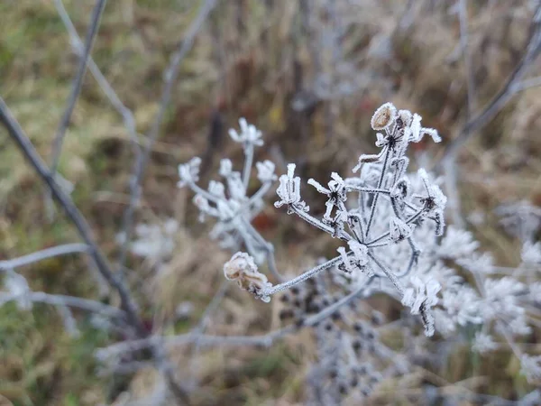 Zimní Krajina Zasněženými Rostlinami — Stock fotografie
