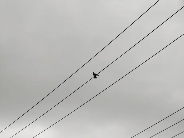 Pássaro Sentado Linhas Eletricidade Fundo Céu Cinza — Fotografia de Stock