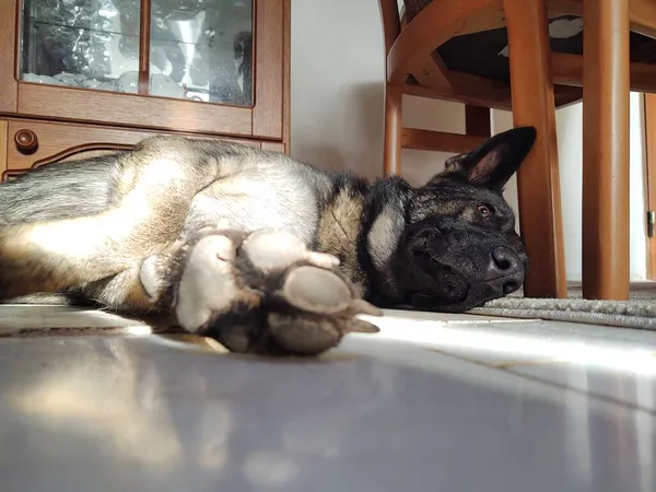 Hund Liegt Hause Auf Dem Boden — Stockfoto