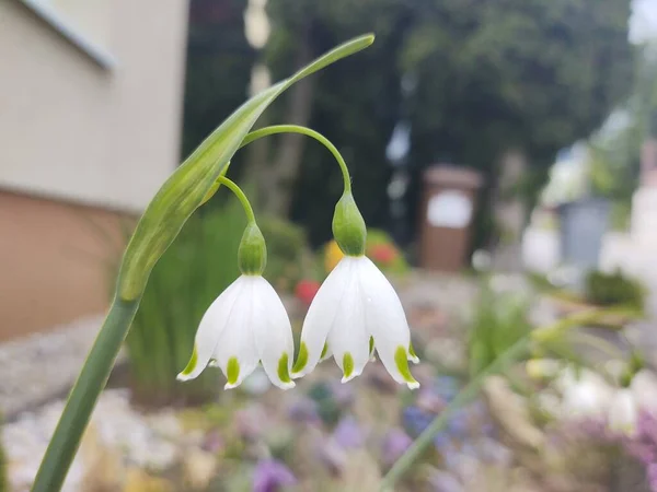 Fleurs Blanches Dans Jardin Ville — Photo