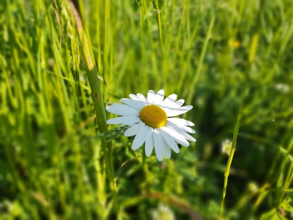 Daisy Blomma Grönt Fält — Stockfoto