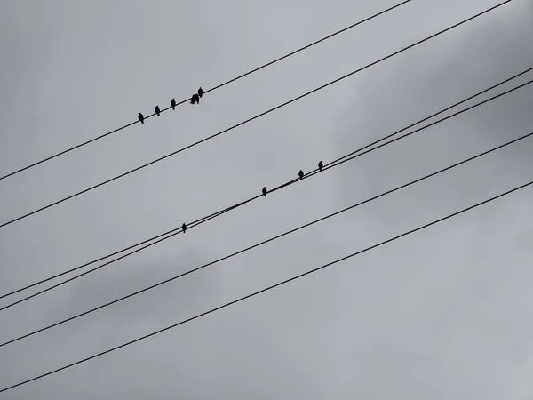 Pilones Eléctricos Con Pájaros Cielo Nublado —  Fotos de Stock