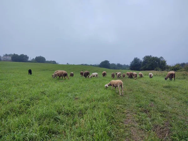 Yeşil Çayırlarda Otlayan Koyunlar — Stok fotoğraf