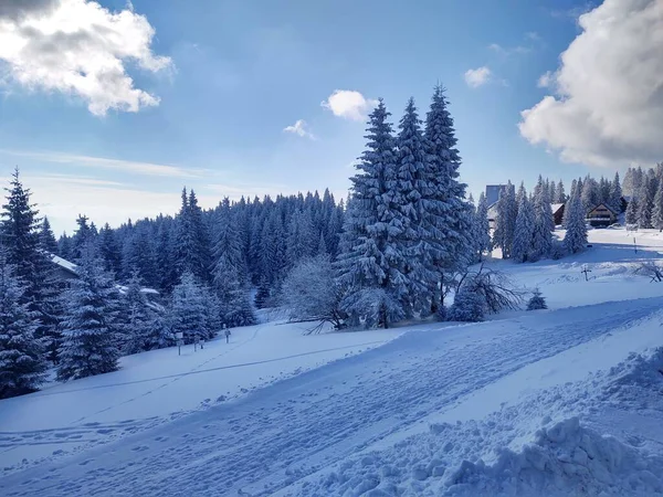 Prachtige Winterlandschap Met Bos — Stockfoto