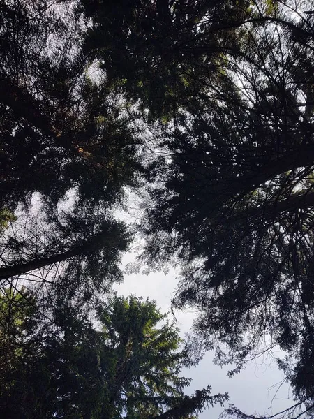 Vista Inferior Das Árvores Floresta — Fotografia de Stock