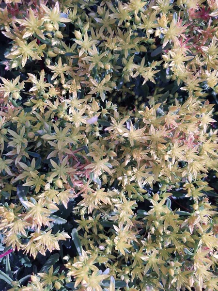 Vista Dall Alto Foglie Colorate Giardino — Foto Stock