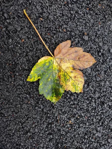 Gefallenes Herbstblatt Auf Nassem Hintergrund — Stockfoto