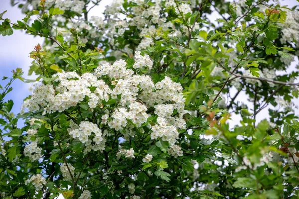 Bellissimi Fiori Bianchi Fiore Sui Rami Degli Alberi Durante Stagione — Foto Stock