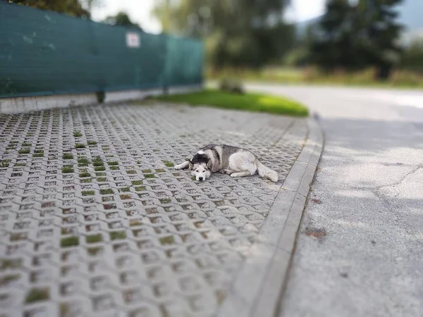 Pes Leží Chodníku Městě — Stock fotografie