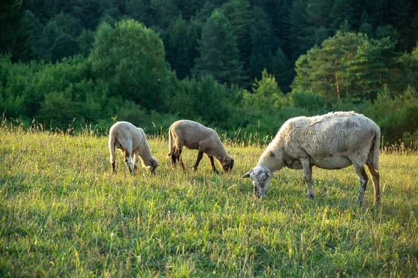 Mandria Pecore Pascolo Nel Prato Montagna — Foto Stock