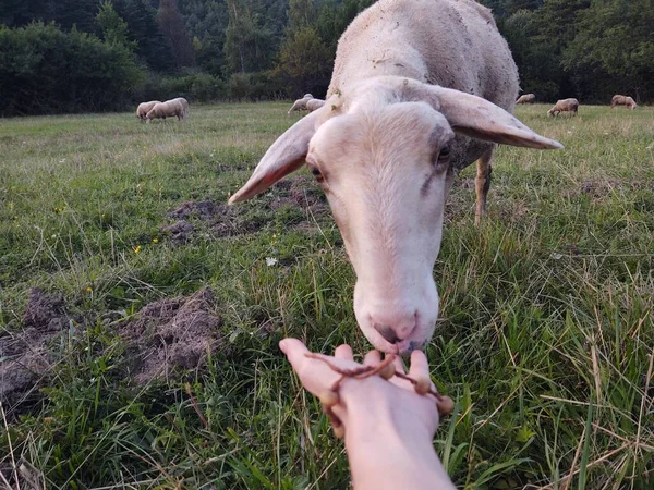 Tangan Dan Domba Merumput Padang Rumput Hijau — Stok Foto