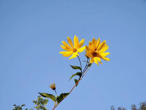 Sárga Virágok Kék Háttér — Stock Fotó