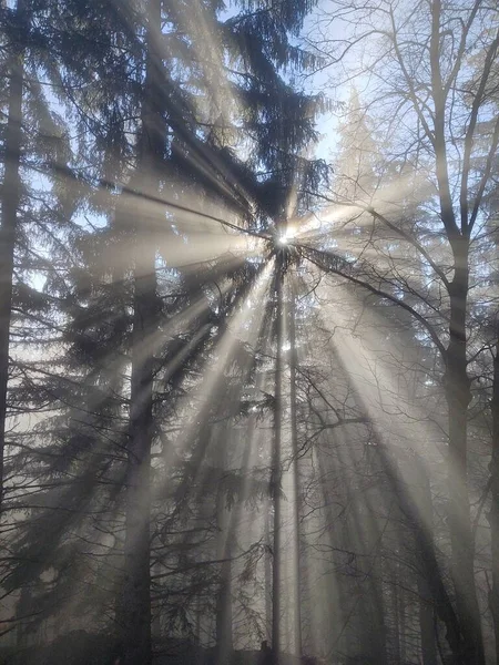 Gyönyörű Erdő Naplementekor — Stock Fotó